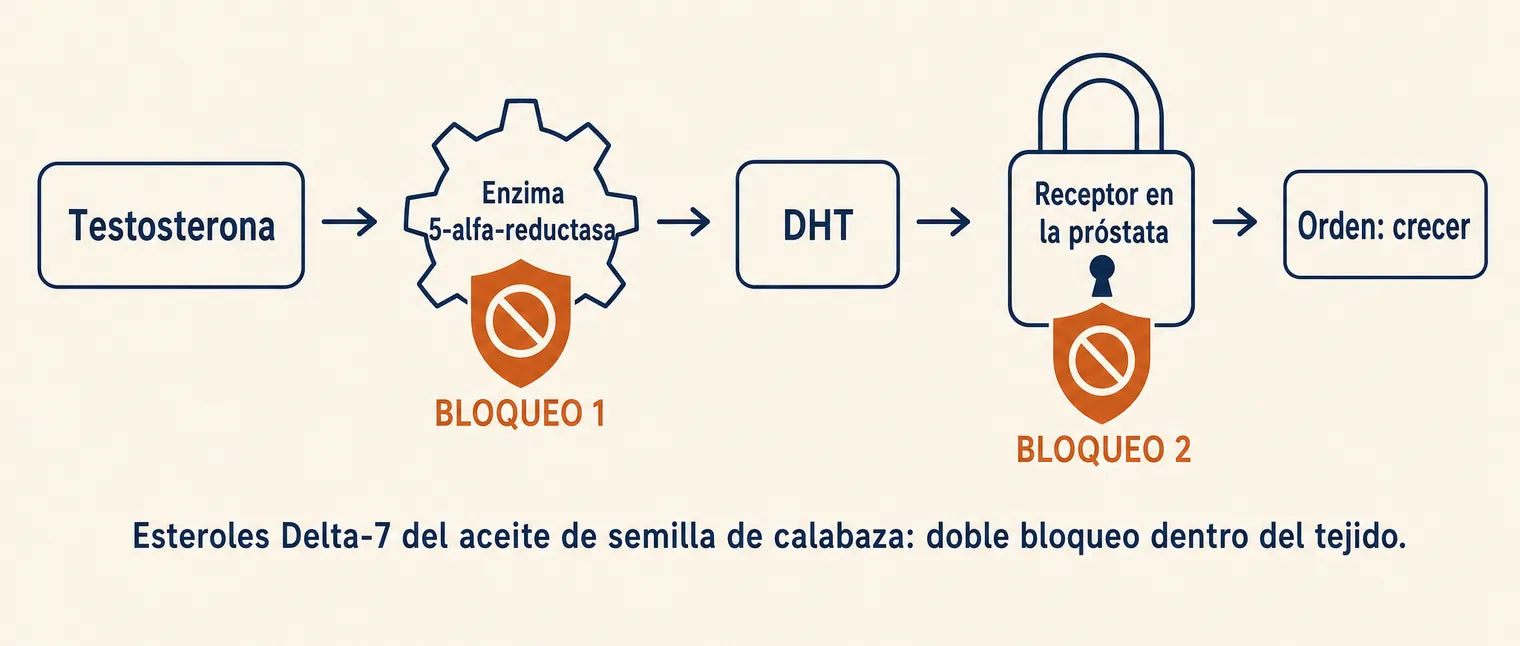 Doble bloqueo: en la enzima y en el receptor de la DHT