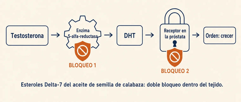 Doble bloqueo sobre la enzima 5-alfa reductasa y los receptores de DHT