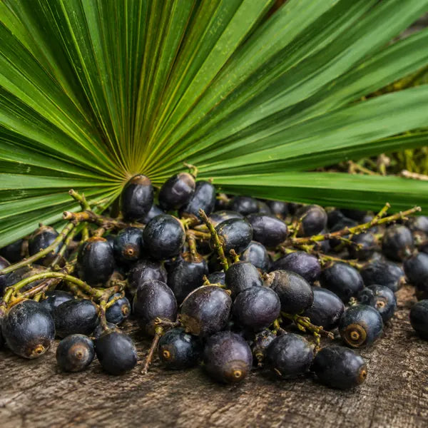 Saw Palmetto