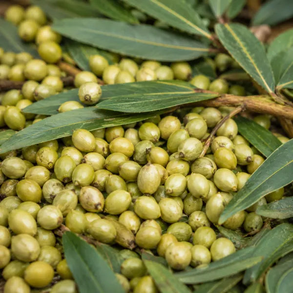 Beta-sitosterol