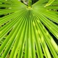 Saw Palmetto