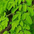 Moringa